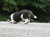 Maverick Stalking at 8 Wks