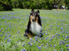 Pirate in the Bluebonnets