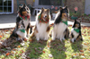 Christmas 2003-Austin, Pirate, Sierra, Nissa and Heather (4 now in heaven)
